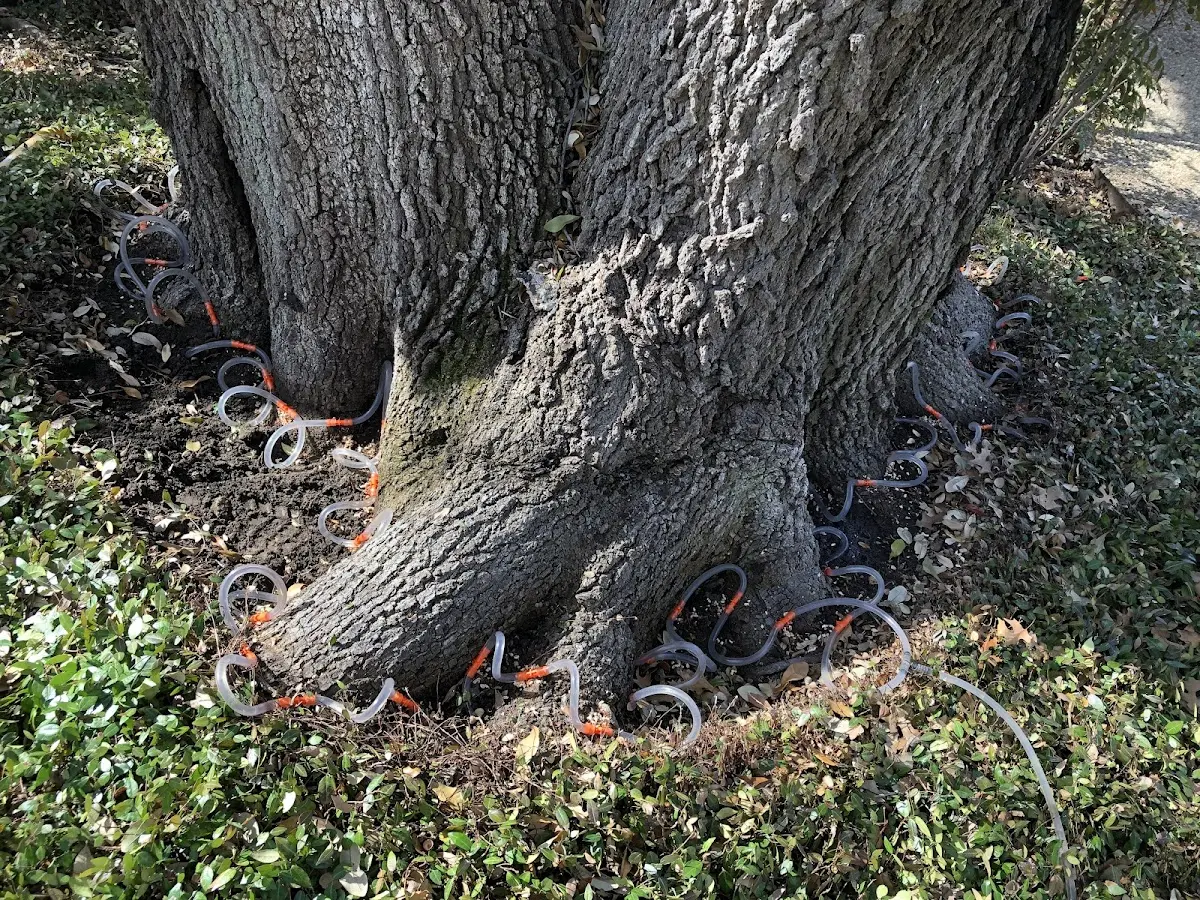 Detailed Tree Cabling and Bracing job site in Jersey Mills