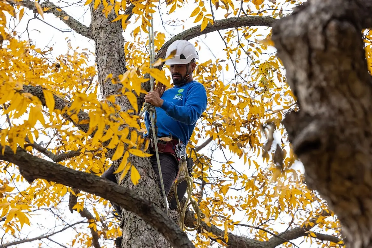 Skilled Tree Pruning crew working in Jersey Mills
